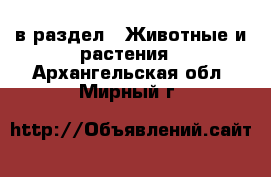  в раздел : Животные и растения . Архангельская обл.,Мирный г.